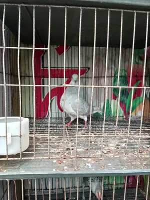 Surma Khaki (Female) Pigeon for sale