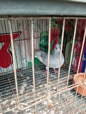 Surma Khaki (Female) Pigeon for sale