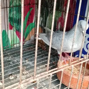 Surma Khaki (Female) Pigeon for sale