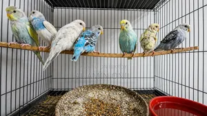 Budgerigar bird 1.5 months old, 100 Taka per piece. Must take all together.