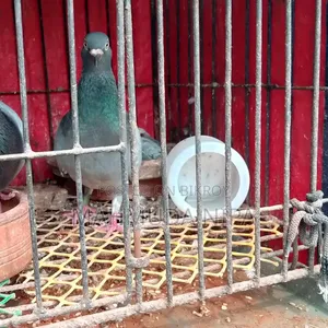 মাদি রেসার কবুতর রানিং
