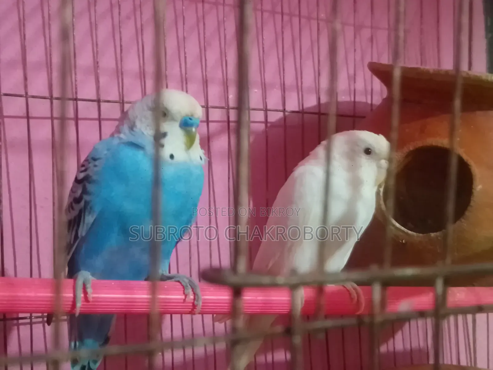 একজোড়া রানিং বাজিগার পাখি বিক্রি