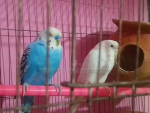 একজোড়া রানিং বাজিগার পাখি বিক্রি