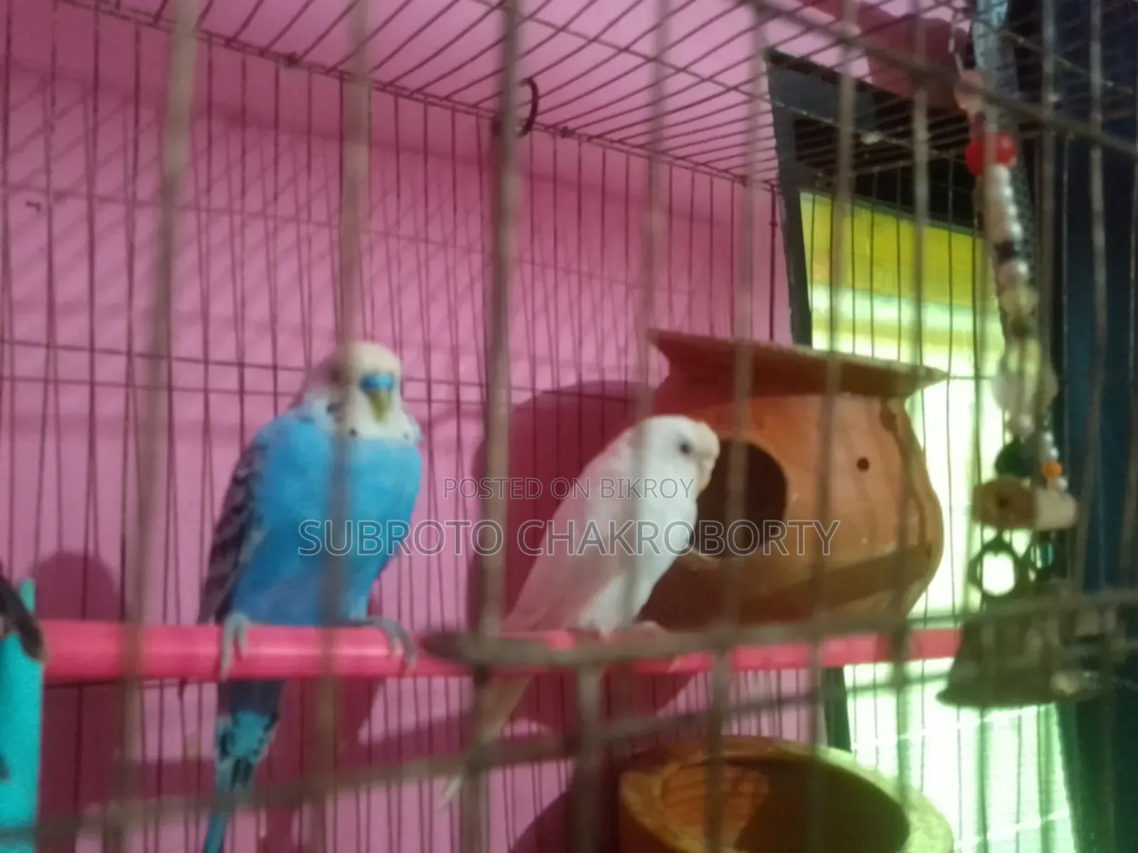 একজোড়া রানিং বাজিগার পাখি বিক্রি
