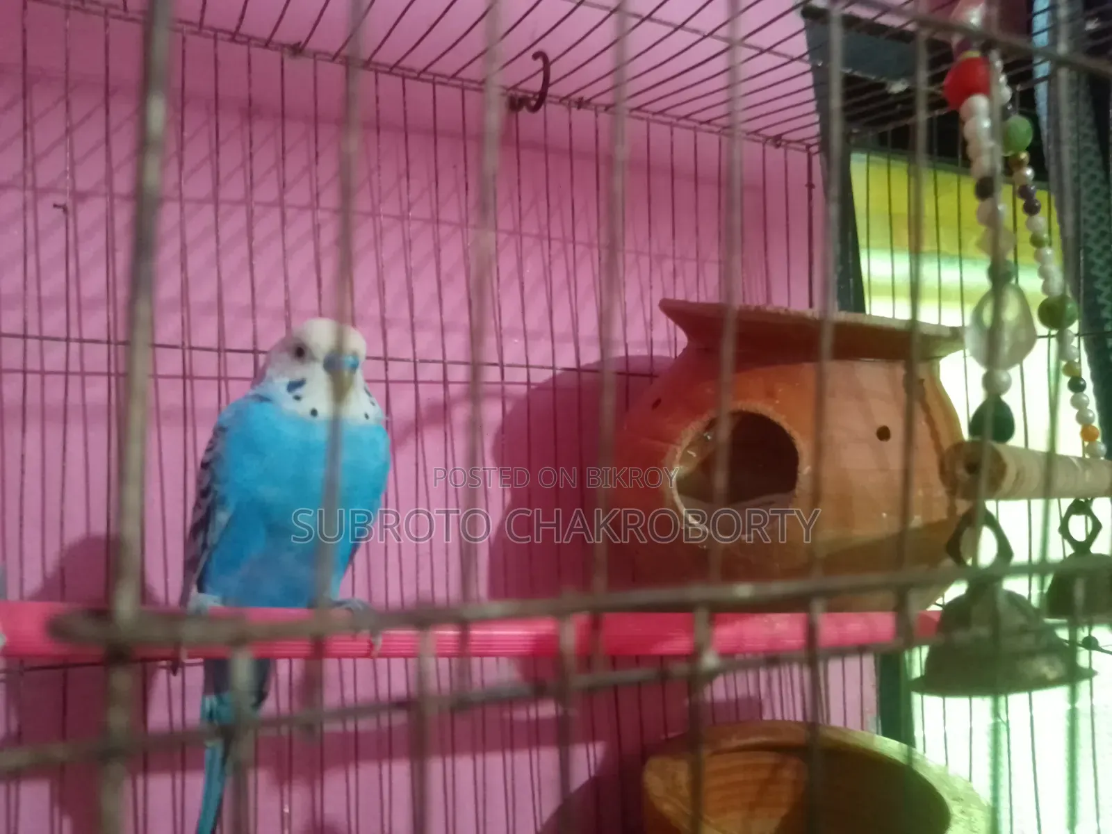 একজোড়া রানিং বাজিগার পাখি বিক্রি