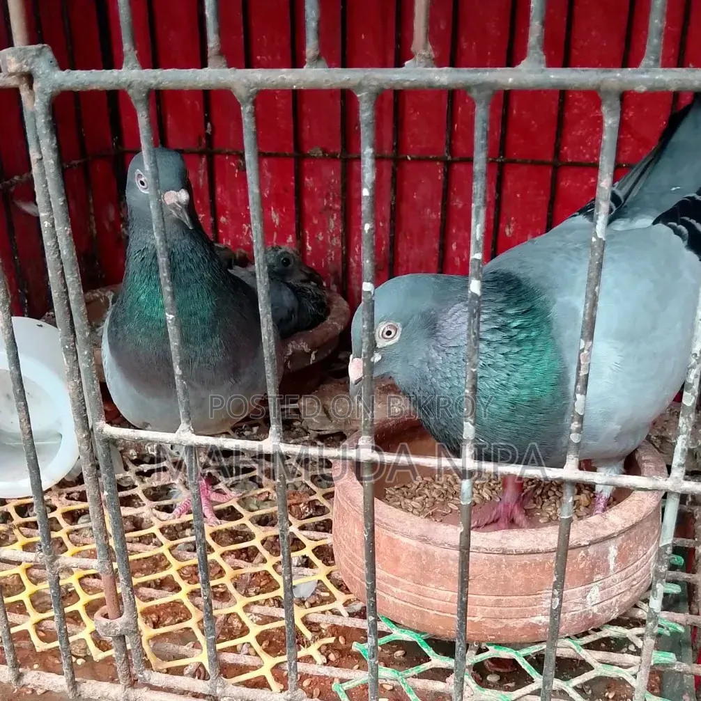 মাদি রেসার কবুতর রানিং