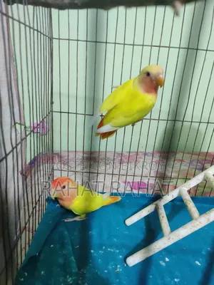 Lutino Red Head Opaline Love Bird