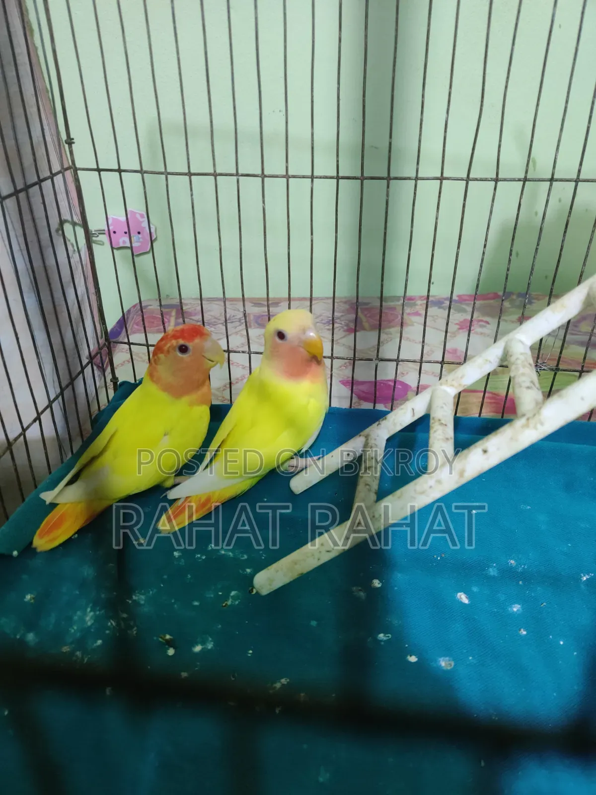 Lutino Red Head Opaline Love Bird