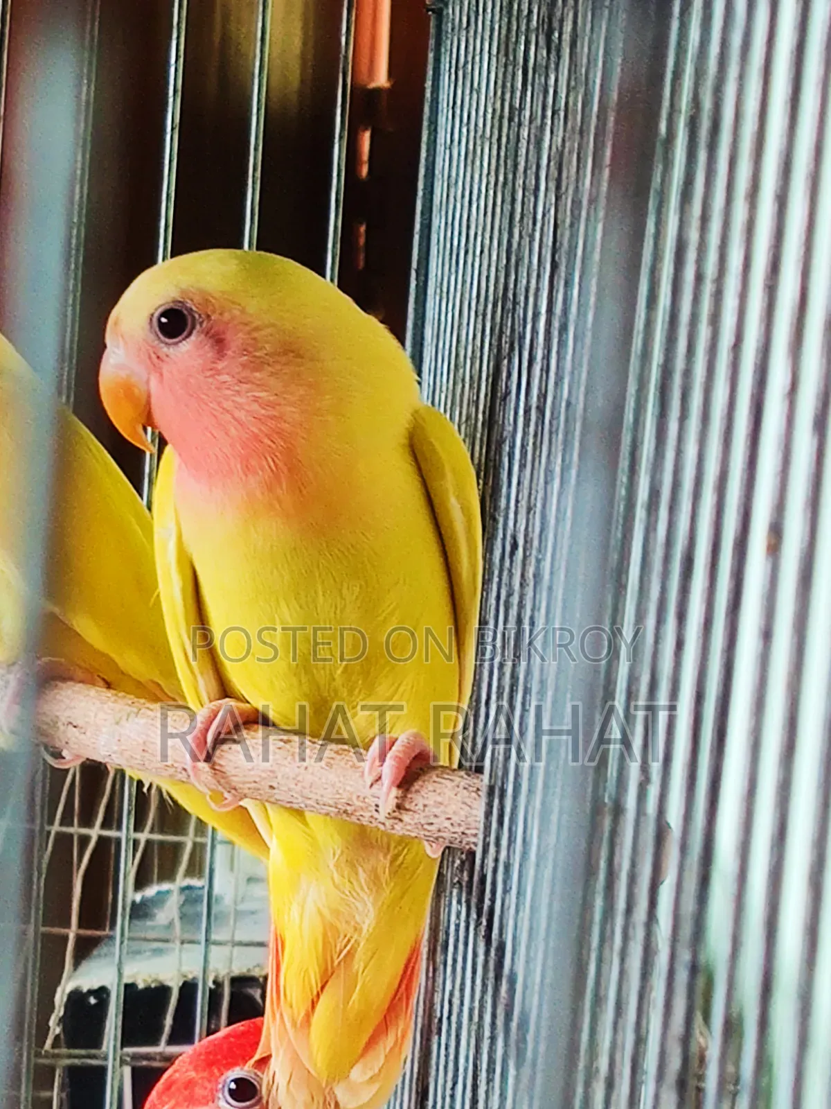 Lutino Red Head Opaline Love Bird