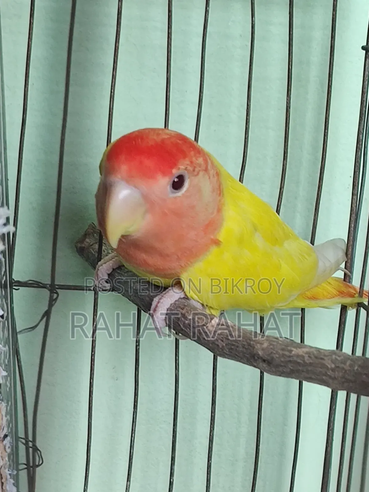 Lutino Red Head Opaline Love Bird