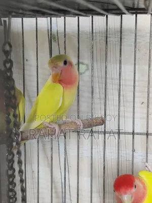 Lutino Red Head Opaline Love Bird