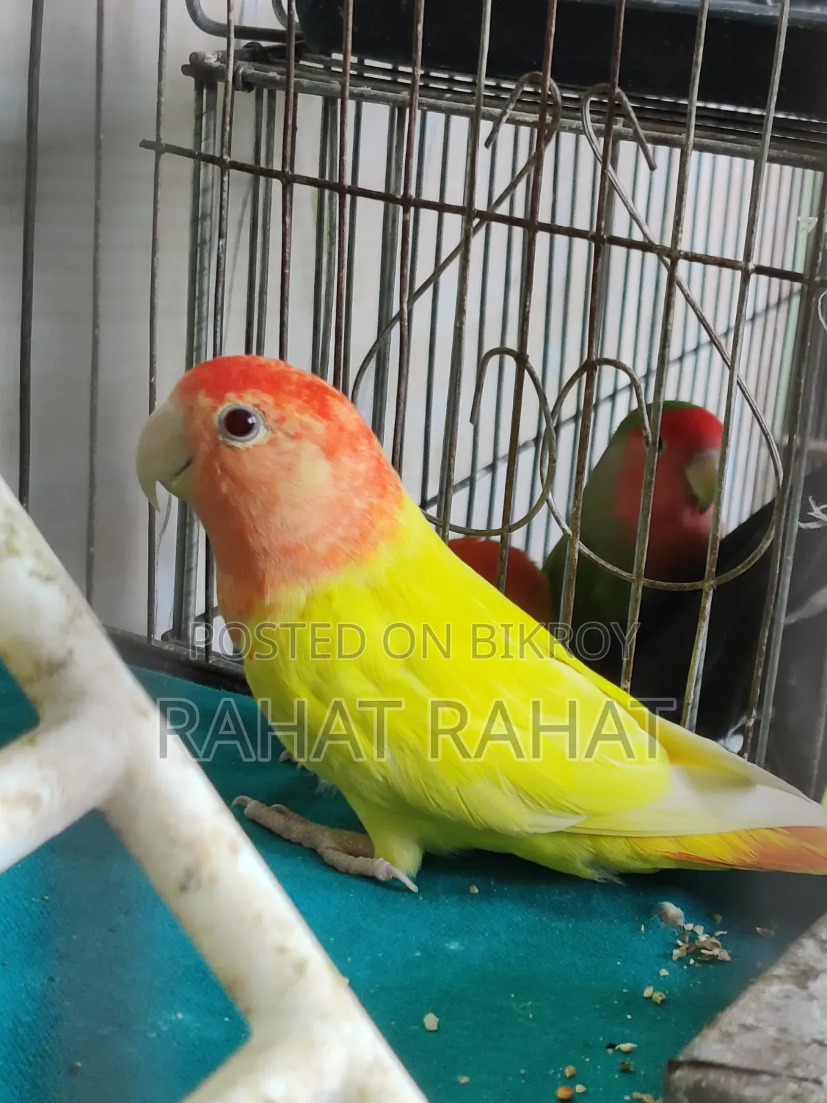 Lutino Red Head Opaline Love Bird