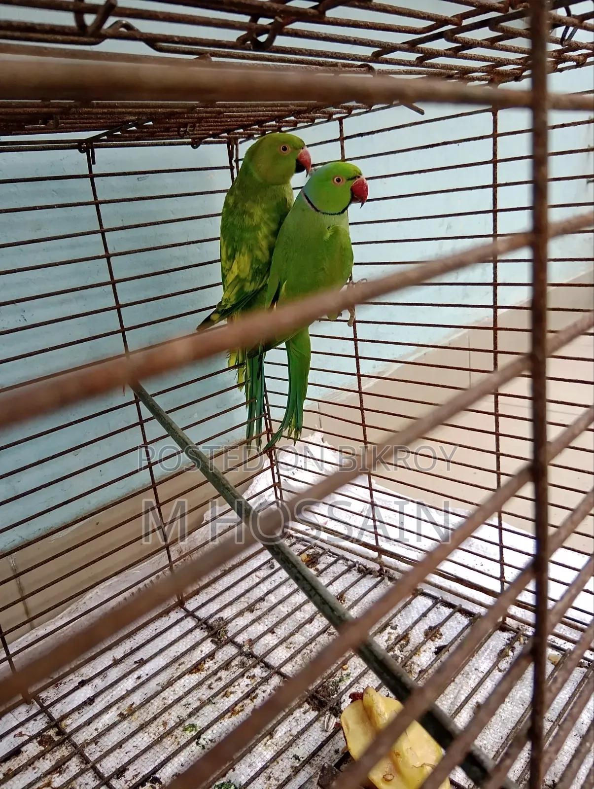 Native Ringneck Parakeet