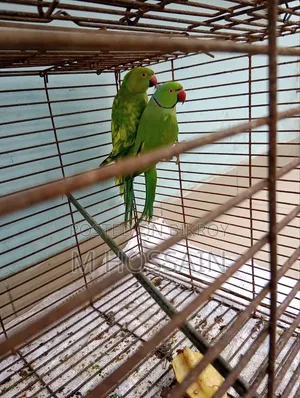 Native Ringneck Parakeet