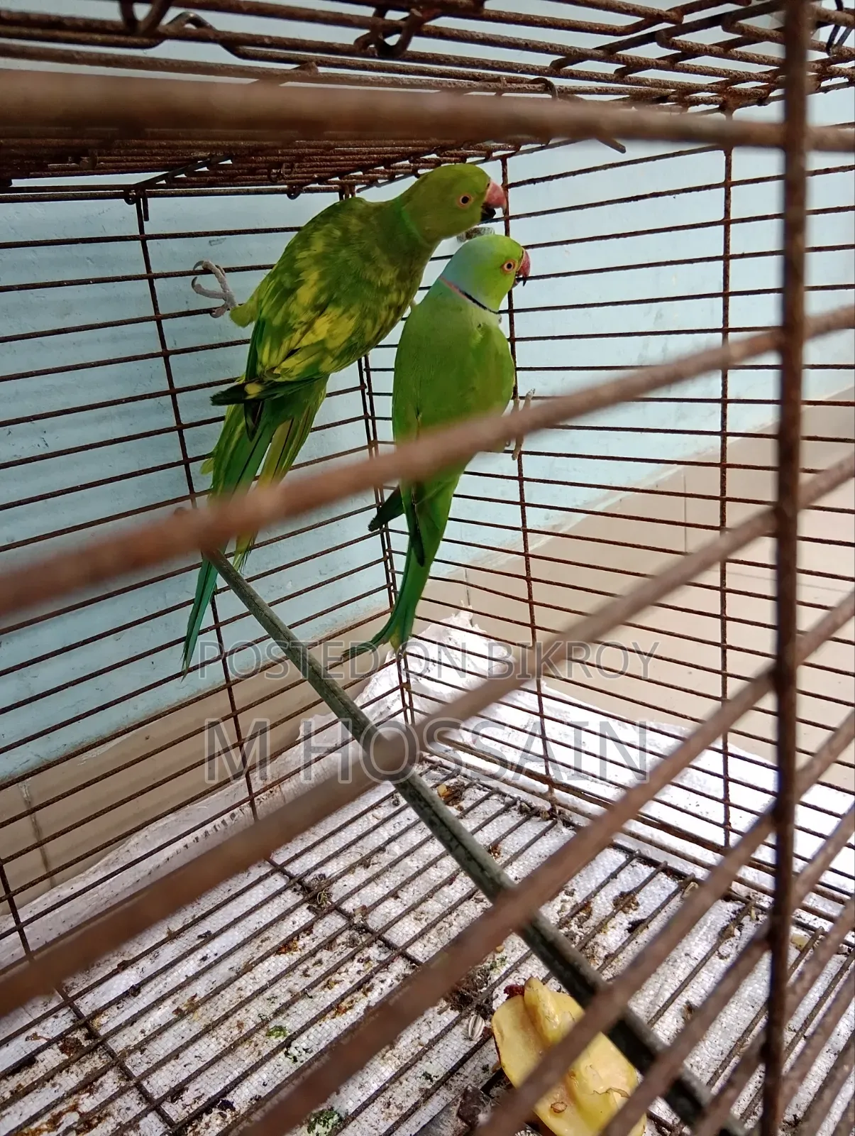 Native Ringneck Parakeet