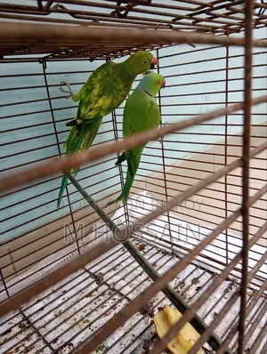 Native Ringneck Parakeet