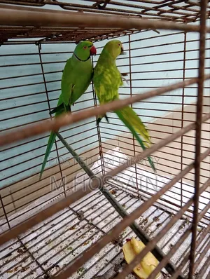Native Ringneck Parakeet