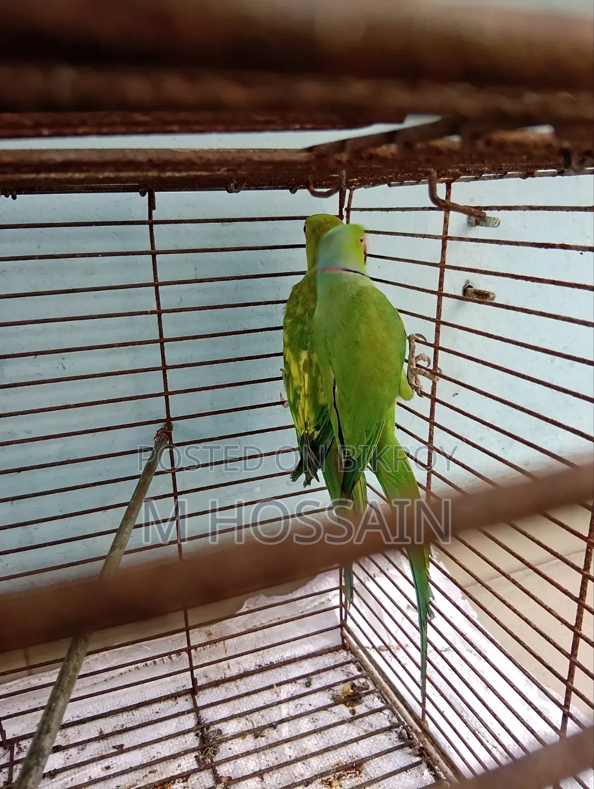 Native Ringneck Parakeet