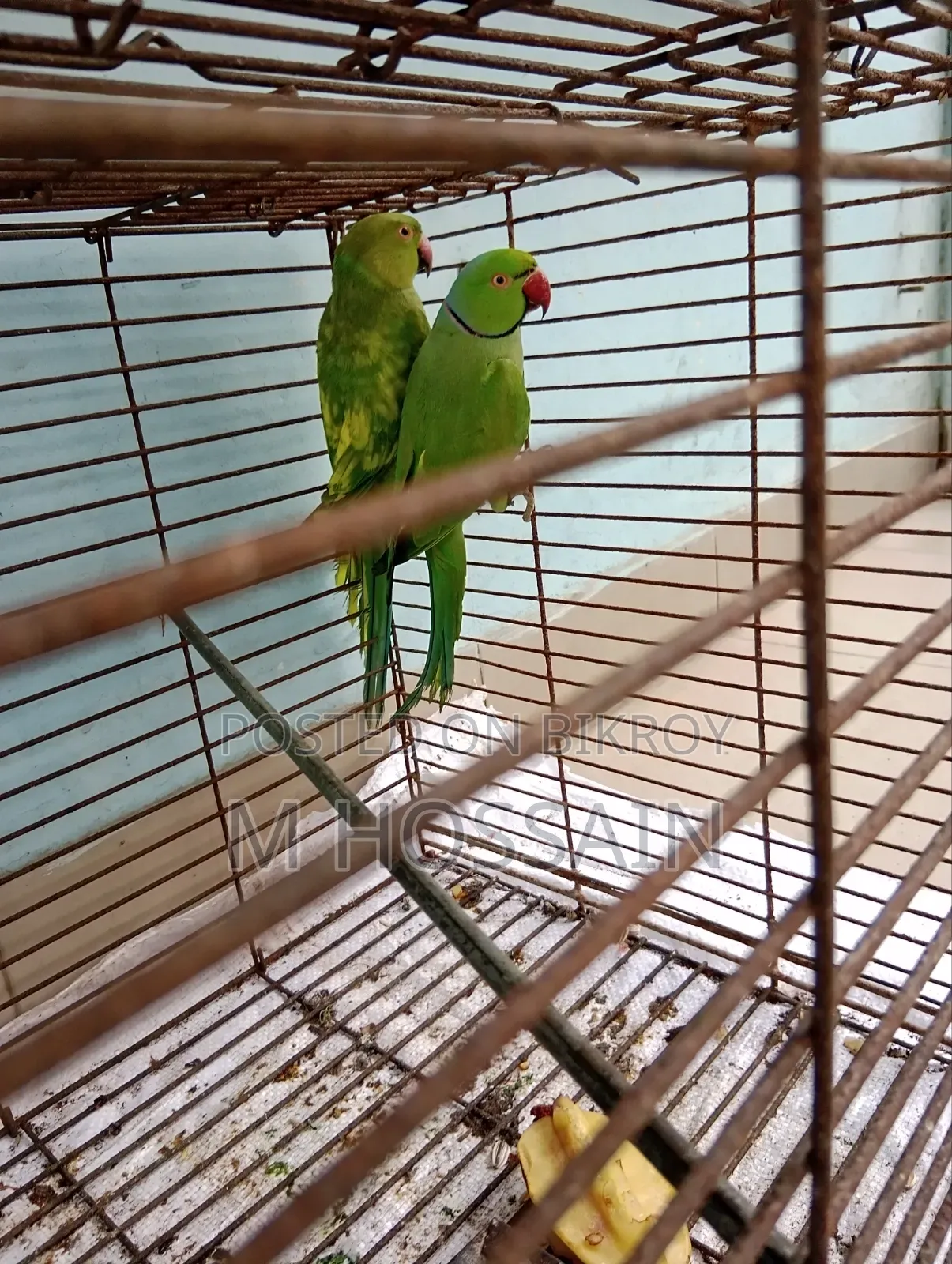 Native Ringneck Parakeet
