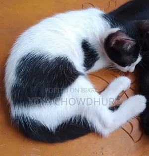 1-3 Months Male Mixed Breed Bengal