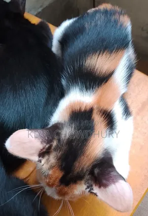 1-3 Months Male Mixed Breed Bengal