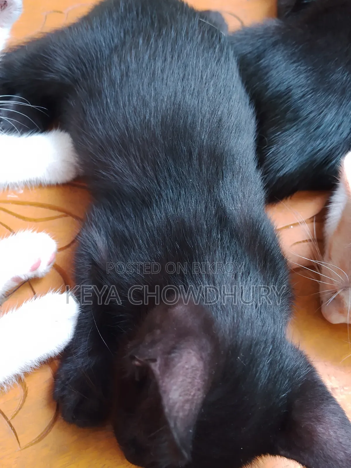 1-3 Months Male Mixed Breed Bengal