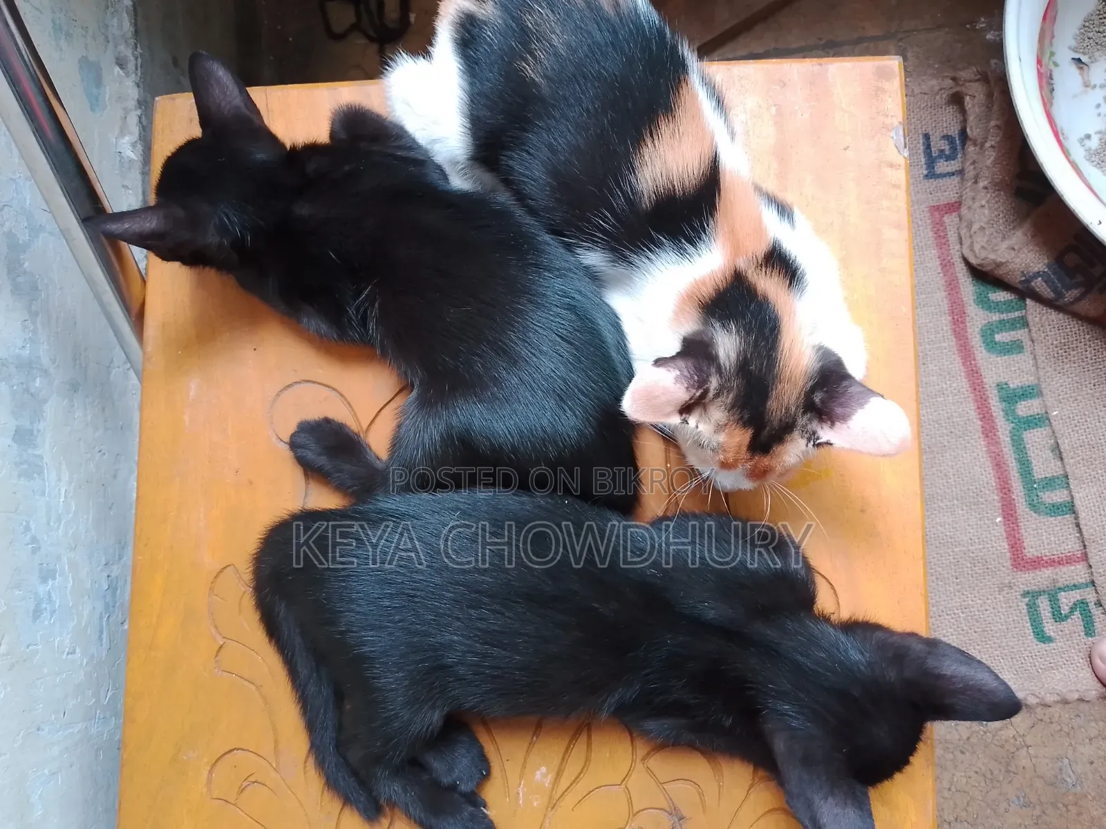 1-3 Months Male Mixed Breed Bengal
