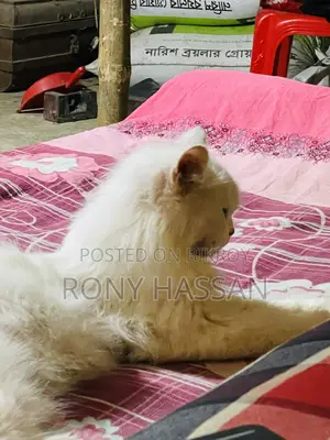 3-6 Months Male Purebred Persian