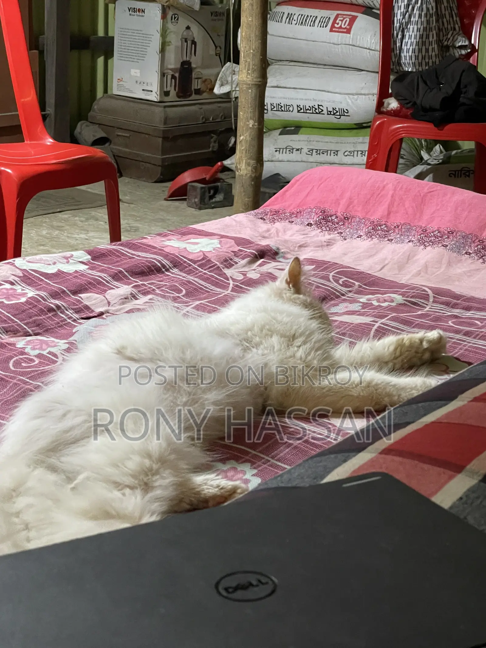 3-6 Months Male Purebred Persian