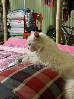 3-6 Months Male Purebred Persian