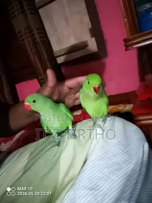Ringneck Tia