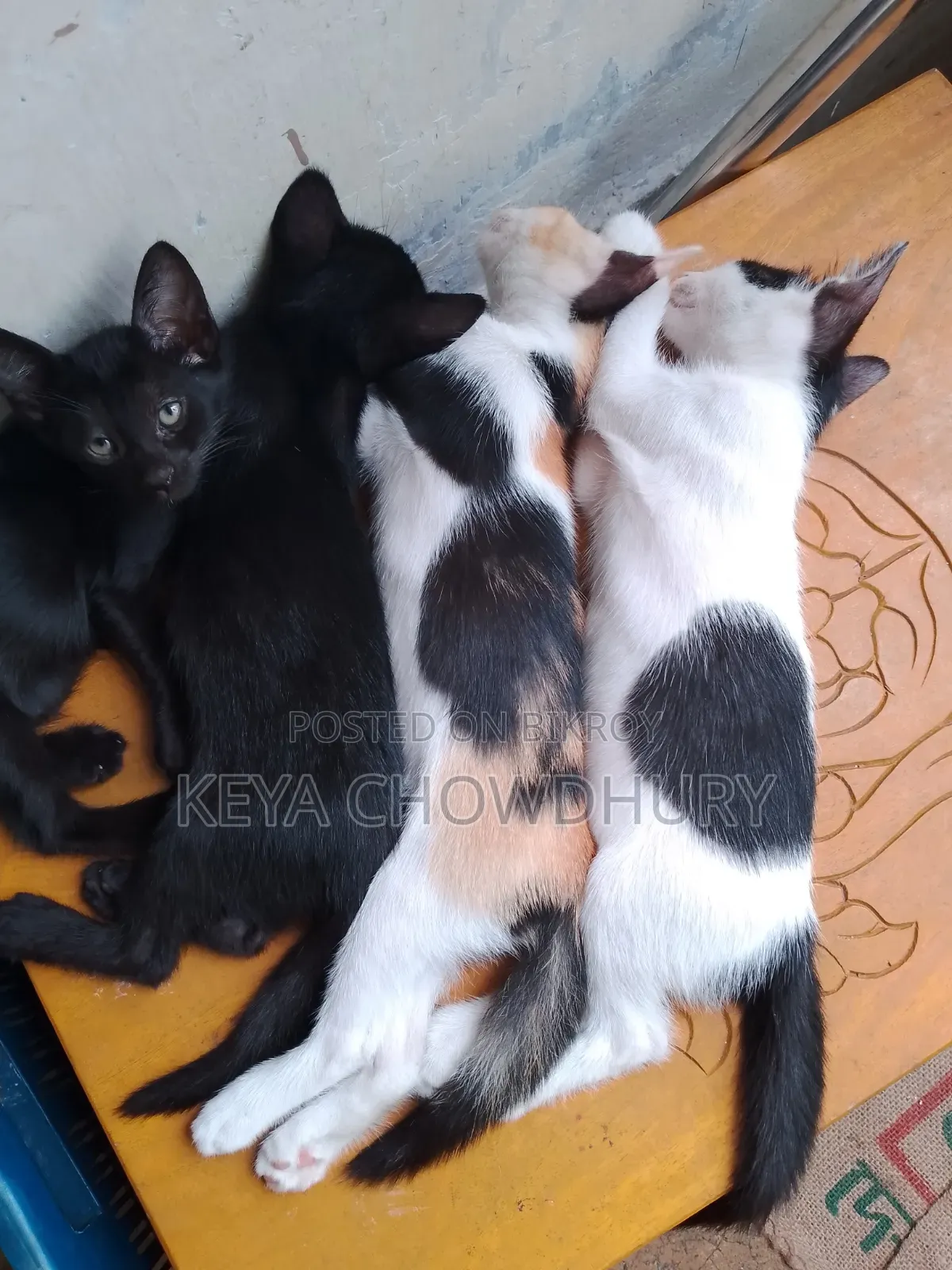 1-3 Months Male Mixed Breed Bengal