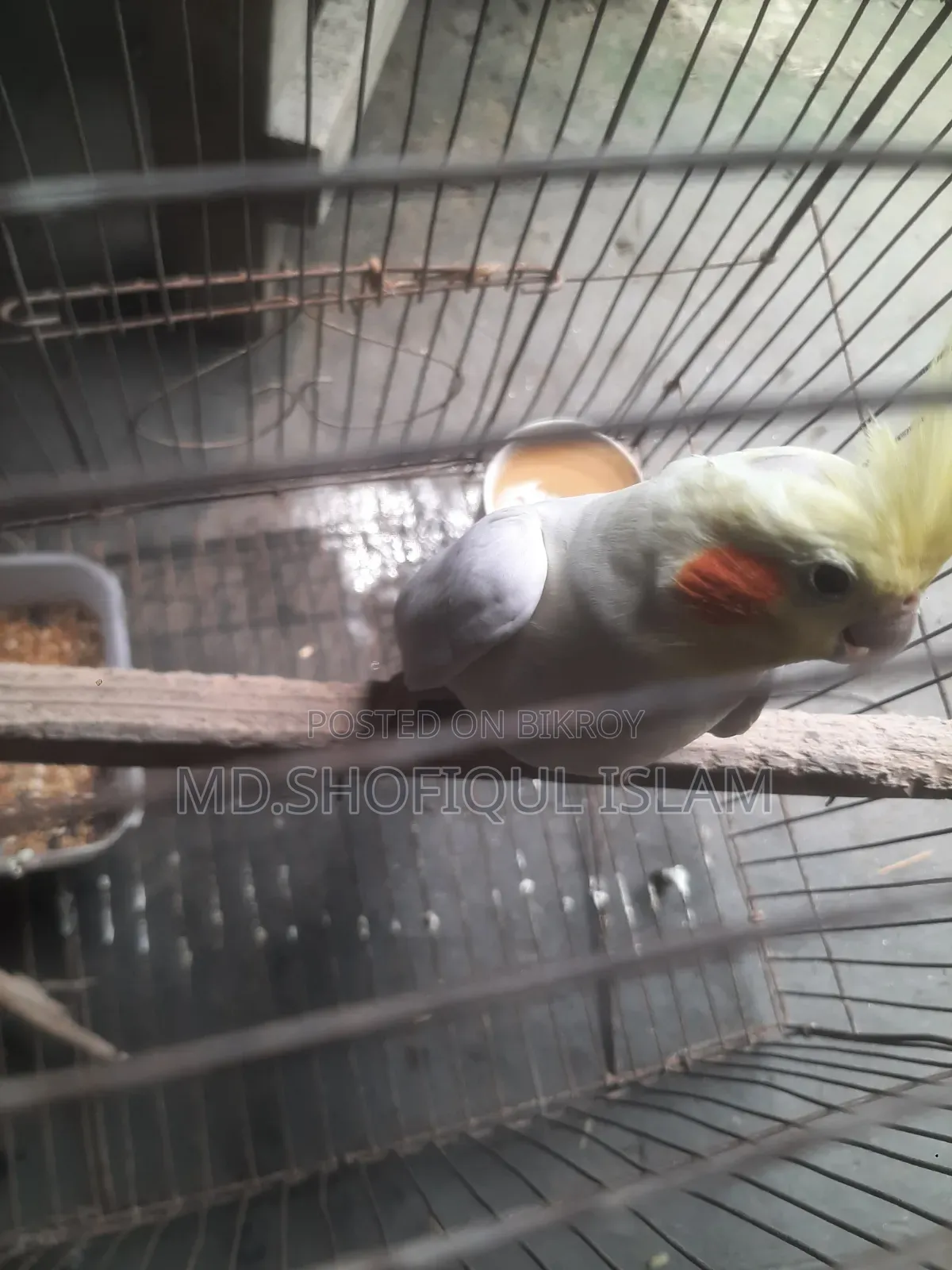 ককাটেল পাখি বিক্রয়