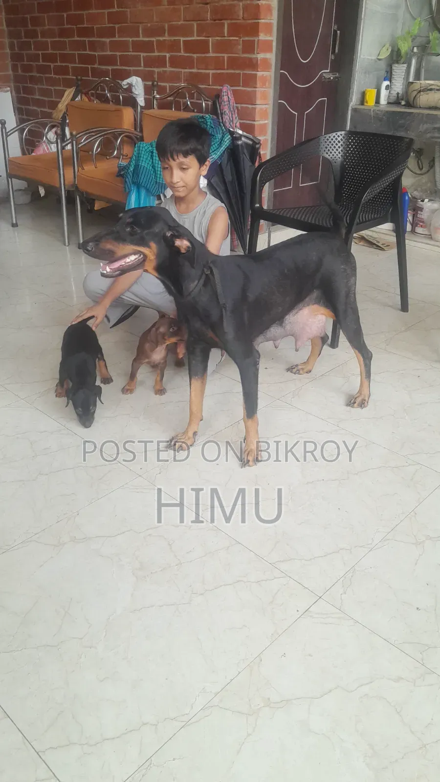 1-3 Months Male Purebred Doberman Pinscher
