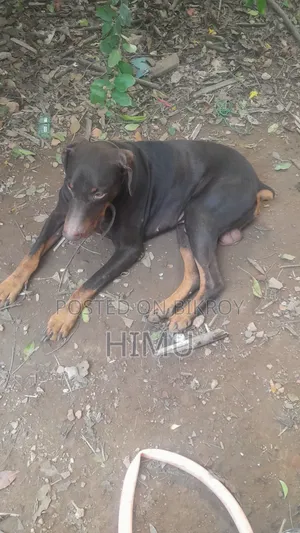 1-3 months Male Purebred Doberman Pinscher