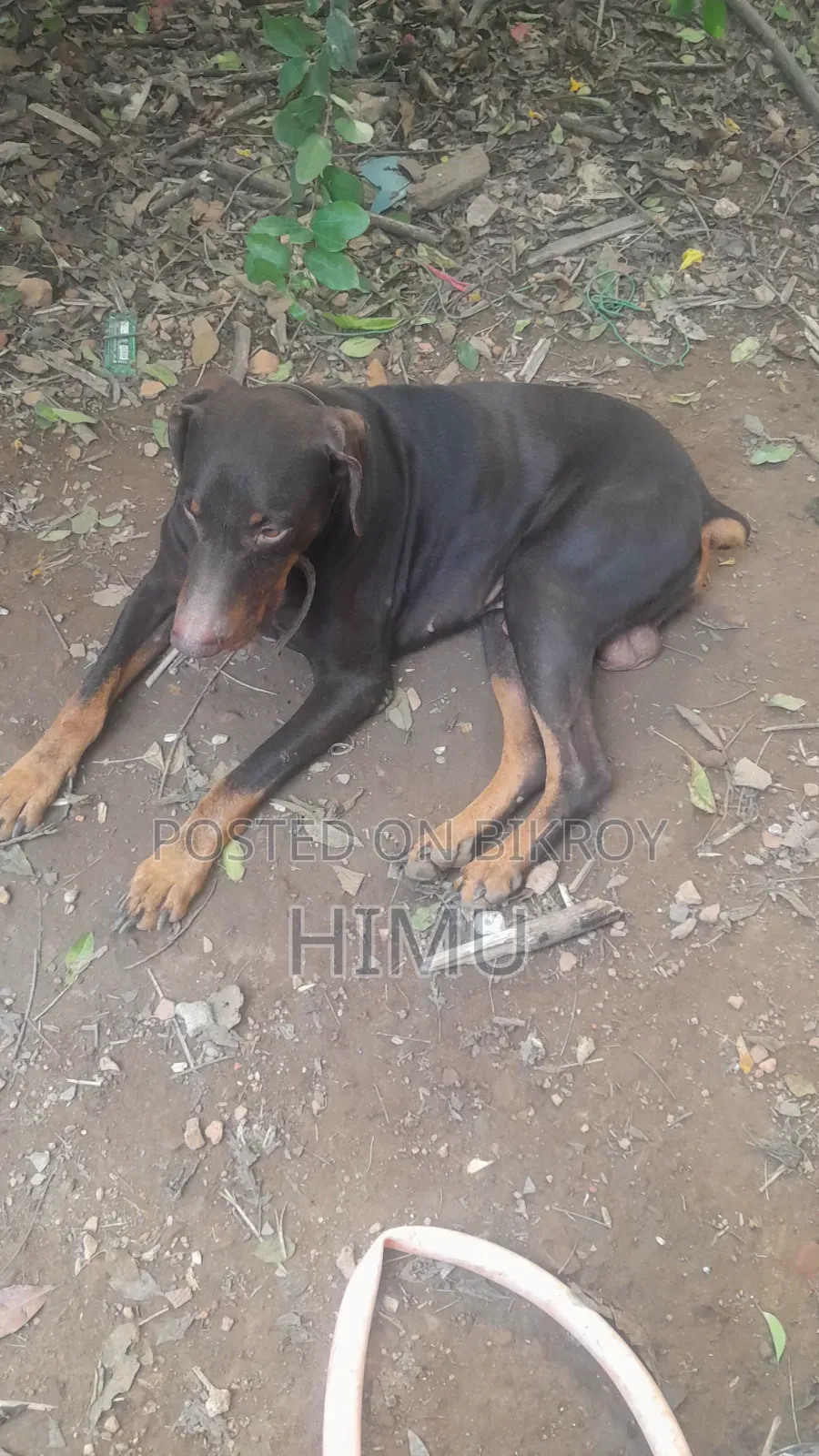 1-3 Months Male Purebred Doberman Pinscher