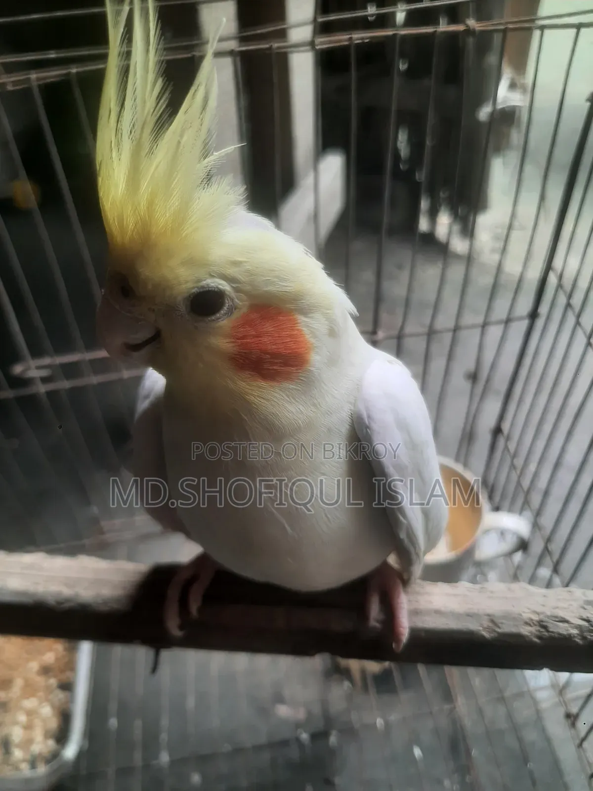 ককাটেল পাখি বিক্রয়
