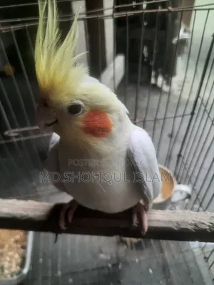 ককাটেল পাখি বিক্রয়