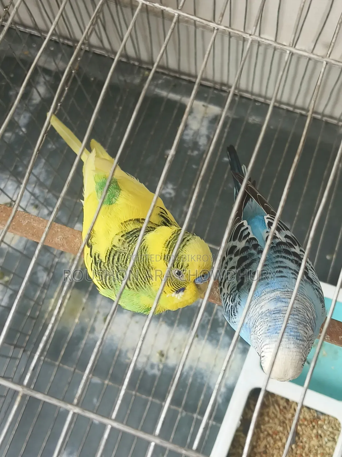 পাখি বিক্রি