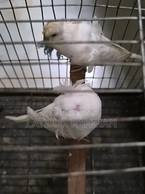 হোয়াইট জেপি রানিং পেয়ার