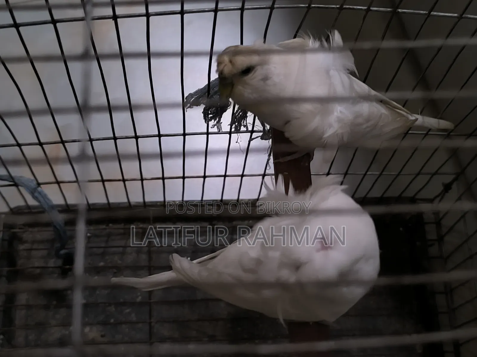 হোয়াইট জেপি রানিং পেয়ার