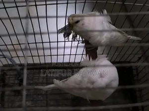 হোয়াইট জেপি রানিং পেয়ার