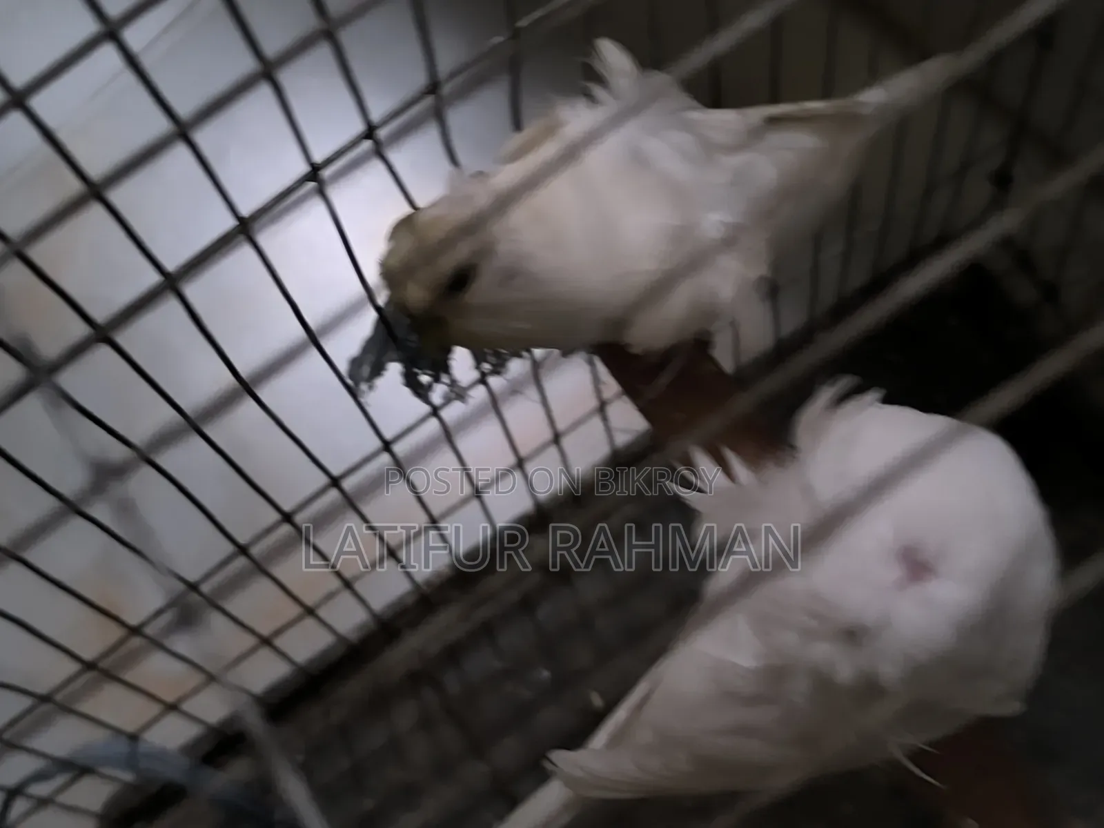 হোয়াইট জেপি রানিং পেয়ার