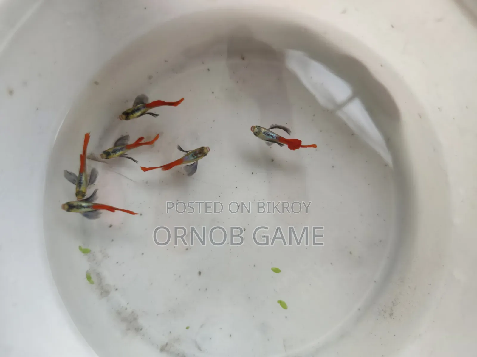 রেড টেইল প্ল্যাটিনাম গাপ্পি