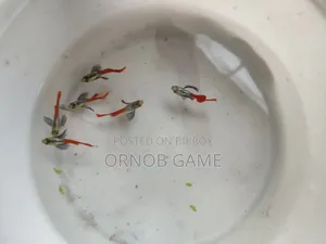 রেড টেইল প্ল্যাটিনাম গাপ্পি