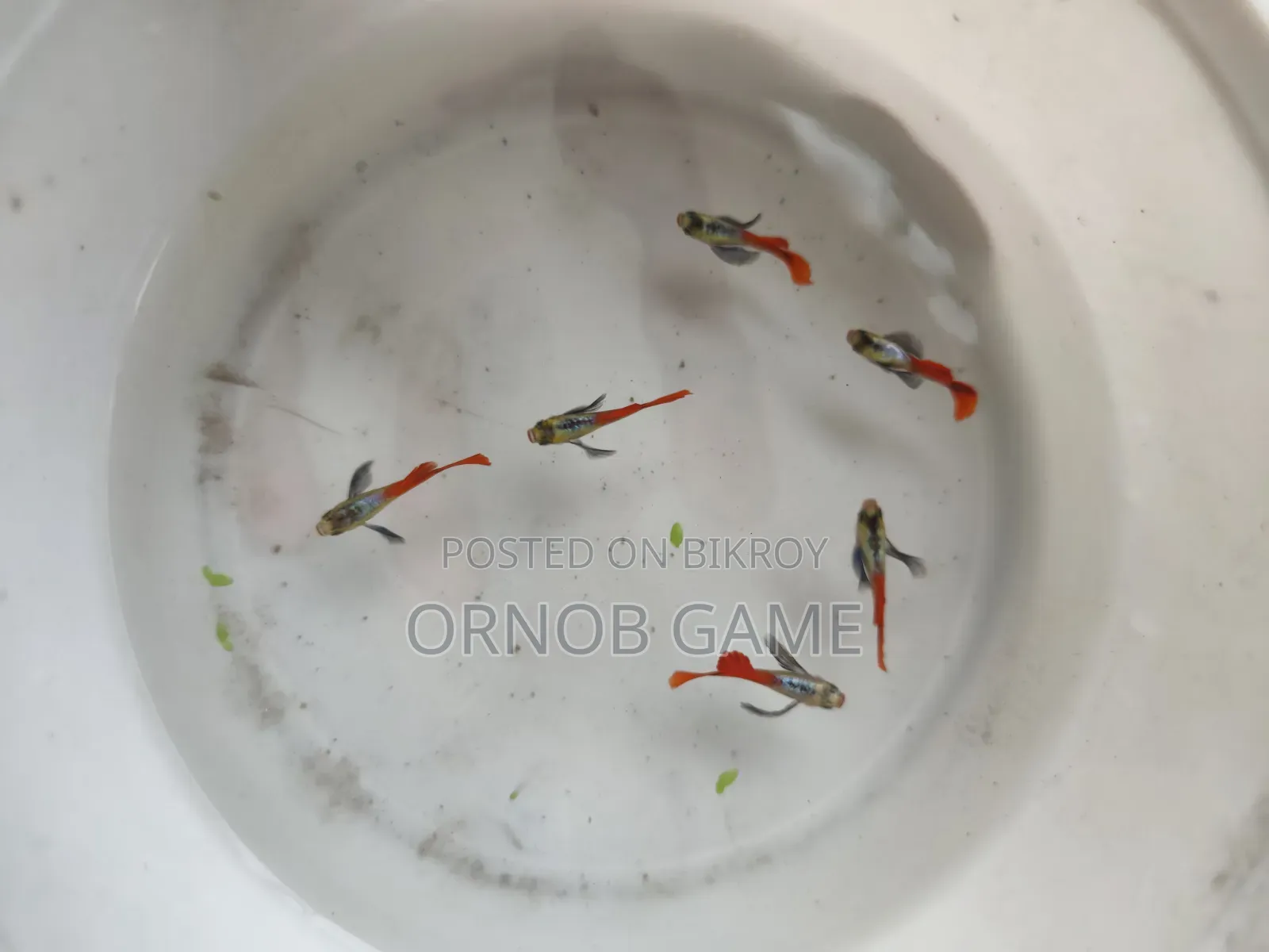 রেড টেইল প্ল্যাটিনাম গাপ্পি