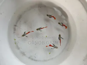 রেড টেইল প্ল্যাটিনাম গাপ্পি