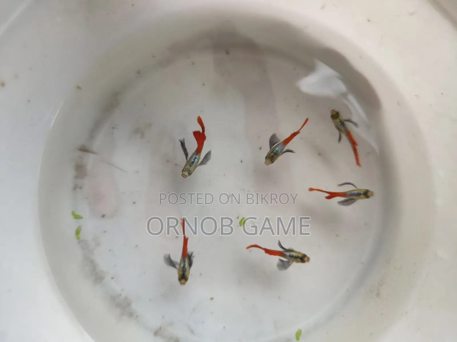রেড টেইল প্ল্যাটিনাম গাপ্পি
