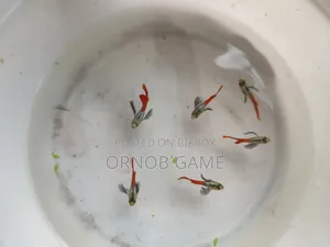 রেড টেইল প্ল্যাটিনাম গাপ্পি