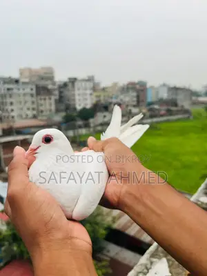 - চুইনা কবুতর বিক্রি 